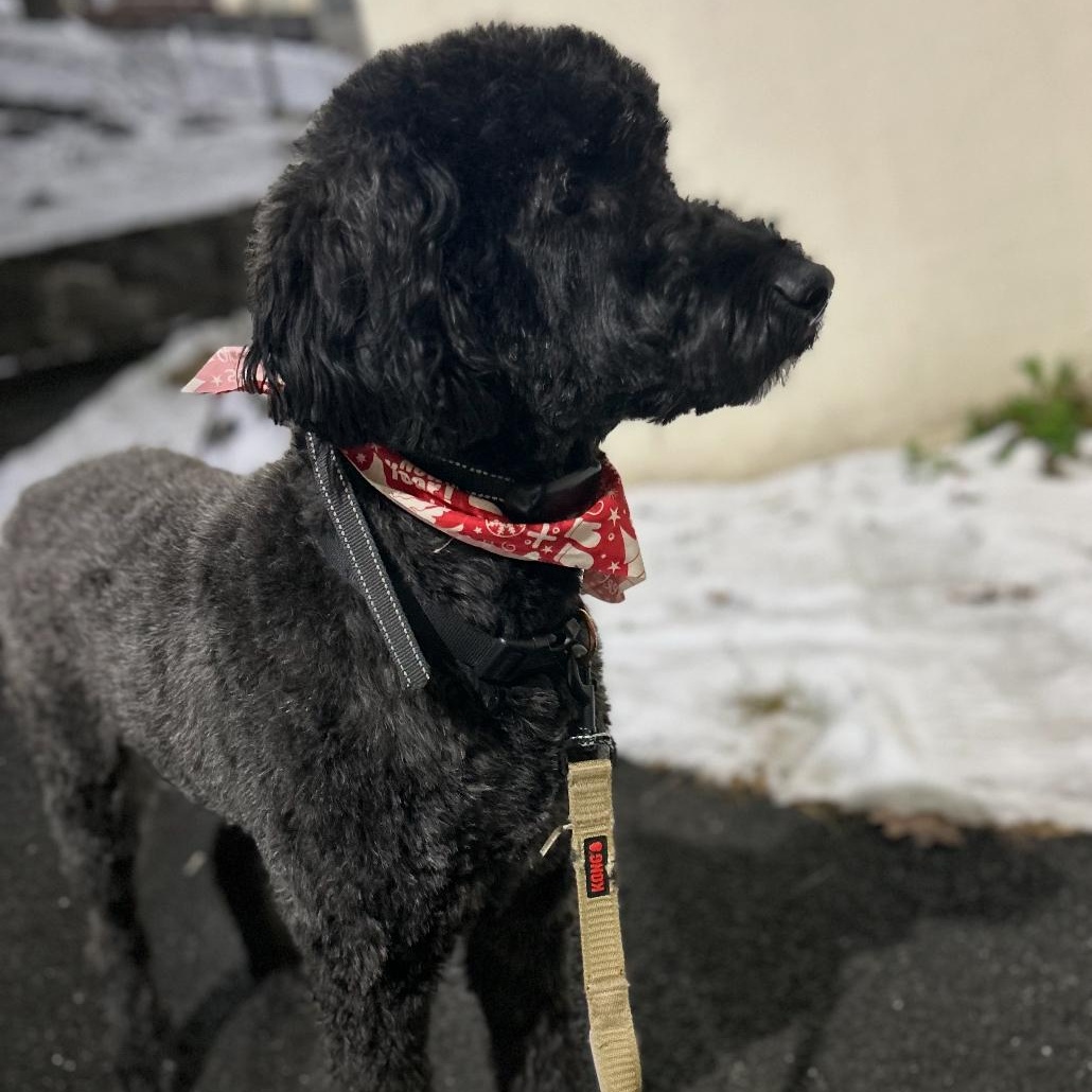 Nolyn, a Adoptable Goldendoodle in Brooklyn, NY image 3/6