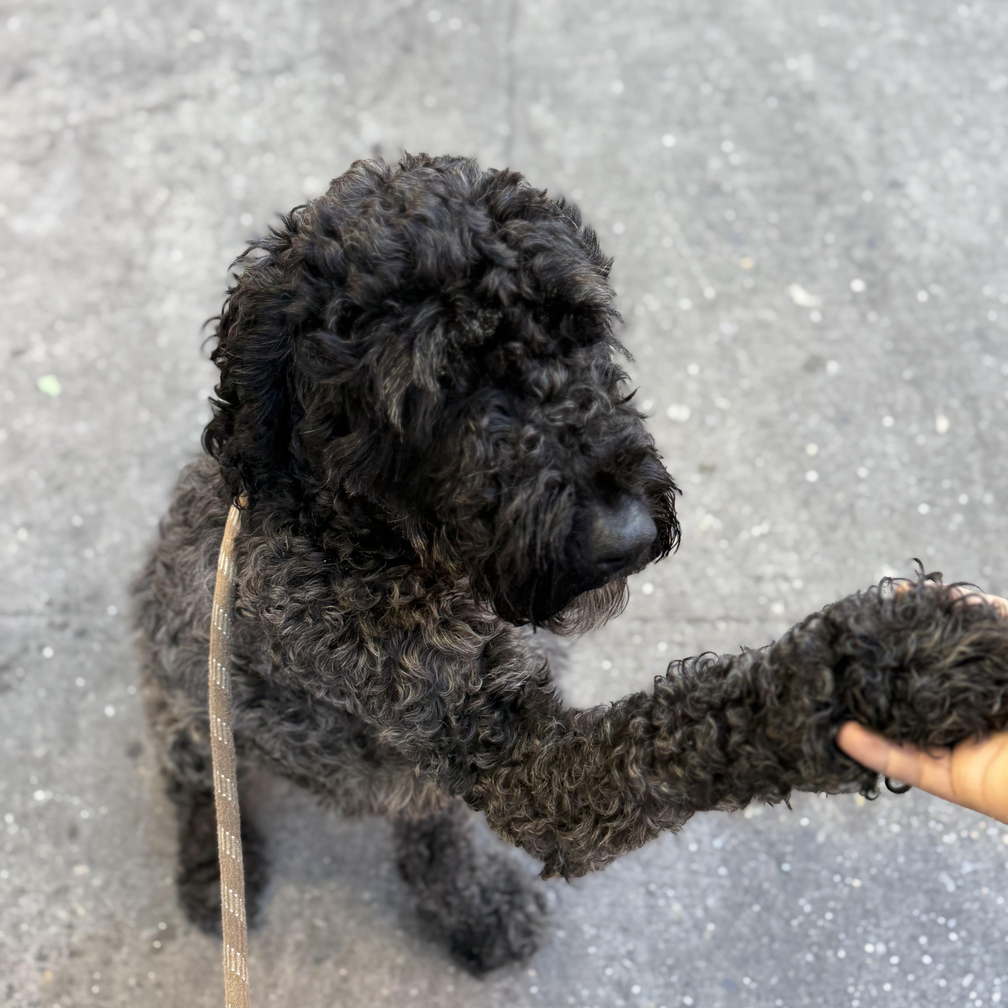 Nolyn, a Adoptable Goldendoodle in Brooklyn, NY image 5/6