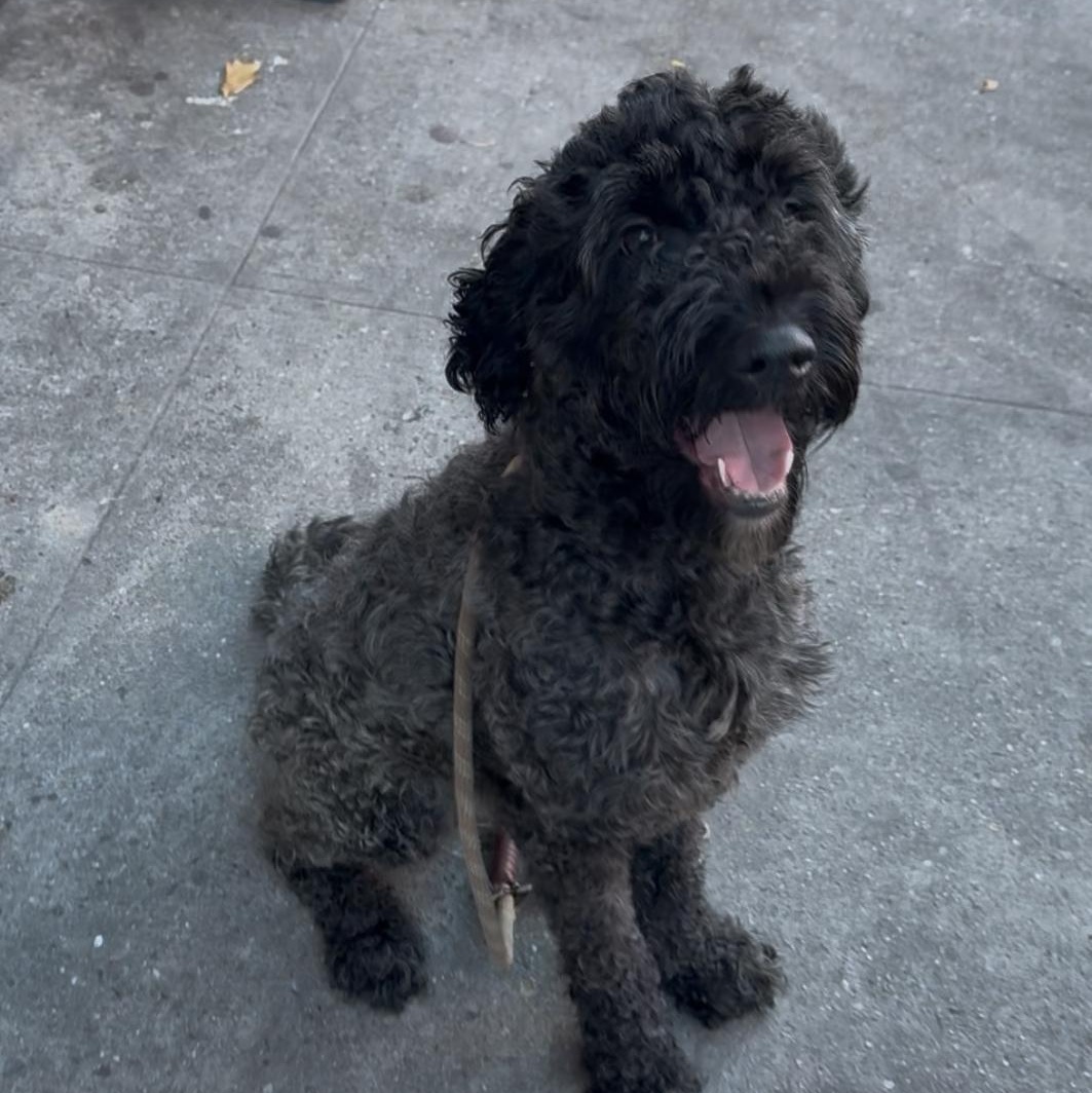 Nolyn, a Adoptable Goldendoodle in Brooklyn, NY image 6/6