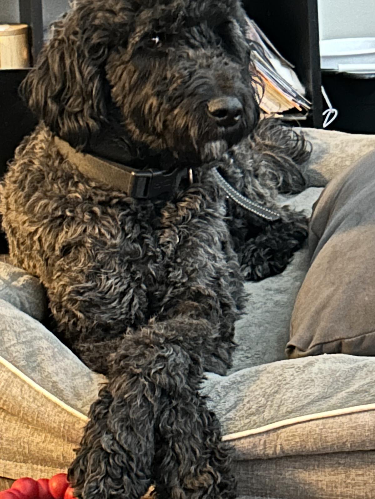 Nolyn, an adoptable Goldendoodle in Brooklyn, NY, 11235 | Photo Image 1