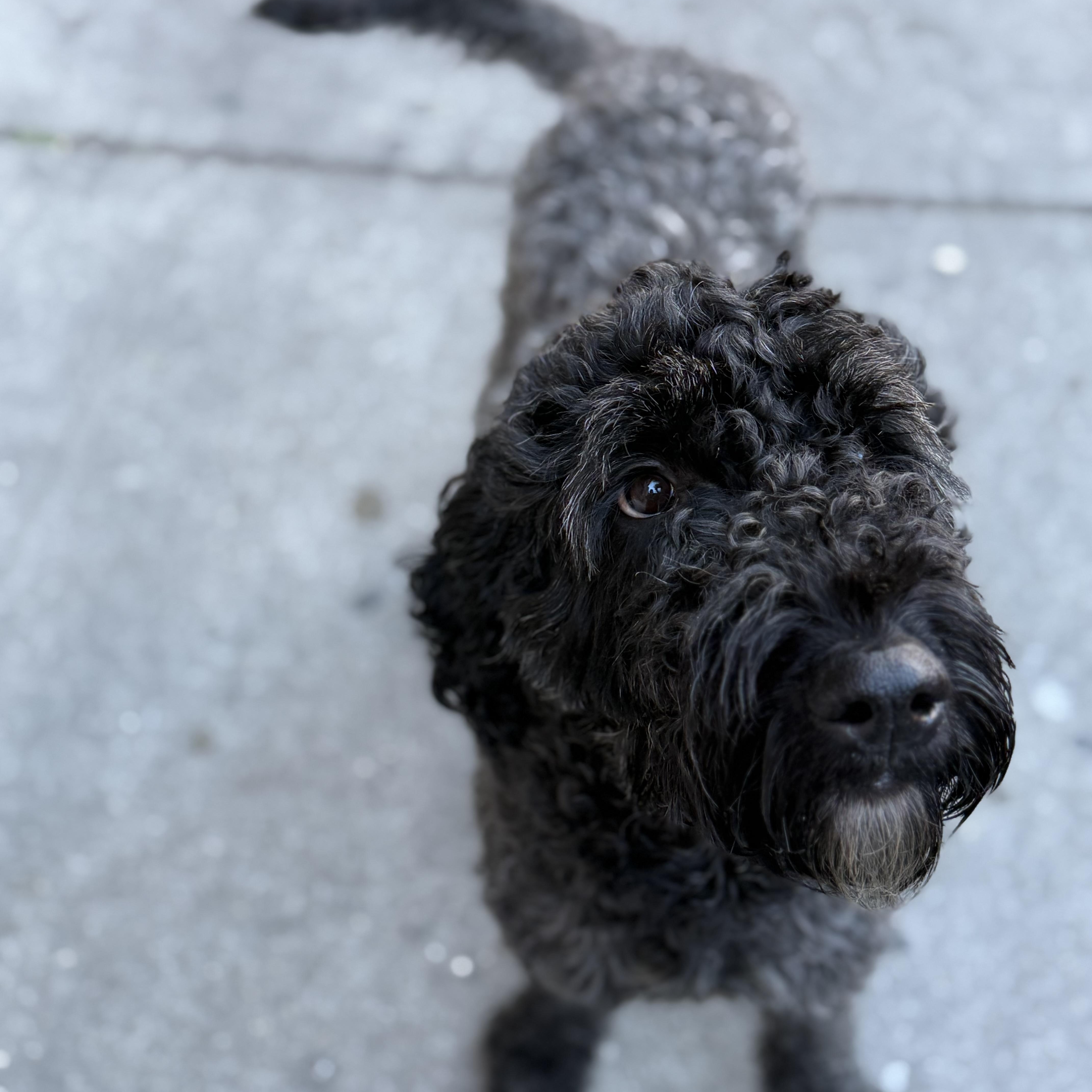 Nolyn, a Adoptable Goldendoodle in Brooklyn, NY image 1/6