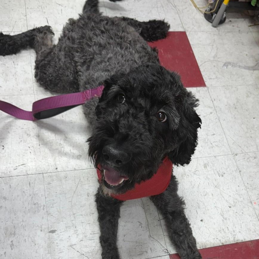 Nolyn, a Adoptable Goldendoodle in Brooklyn, NY image 2/6