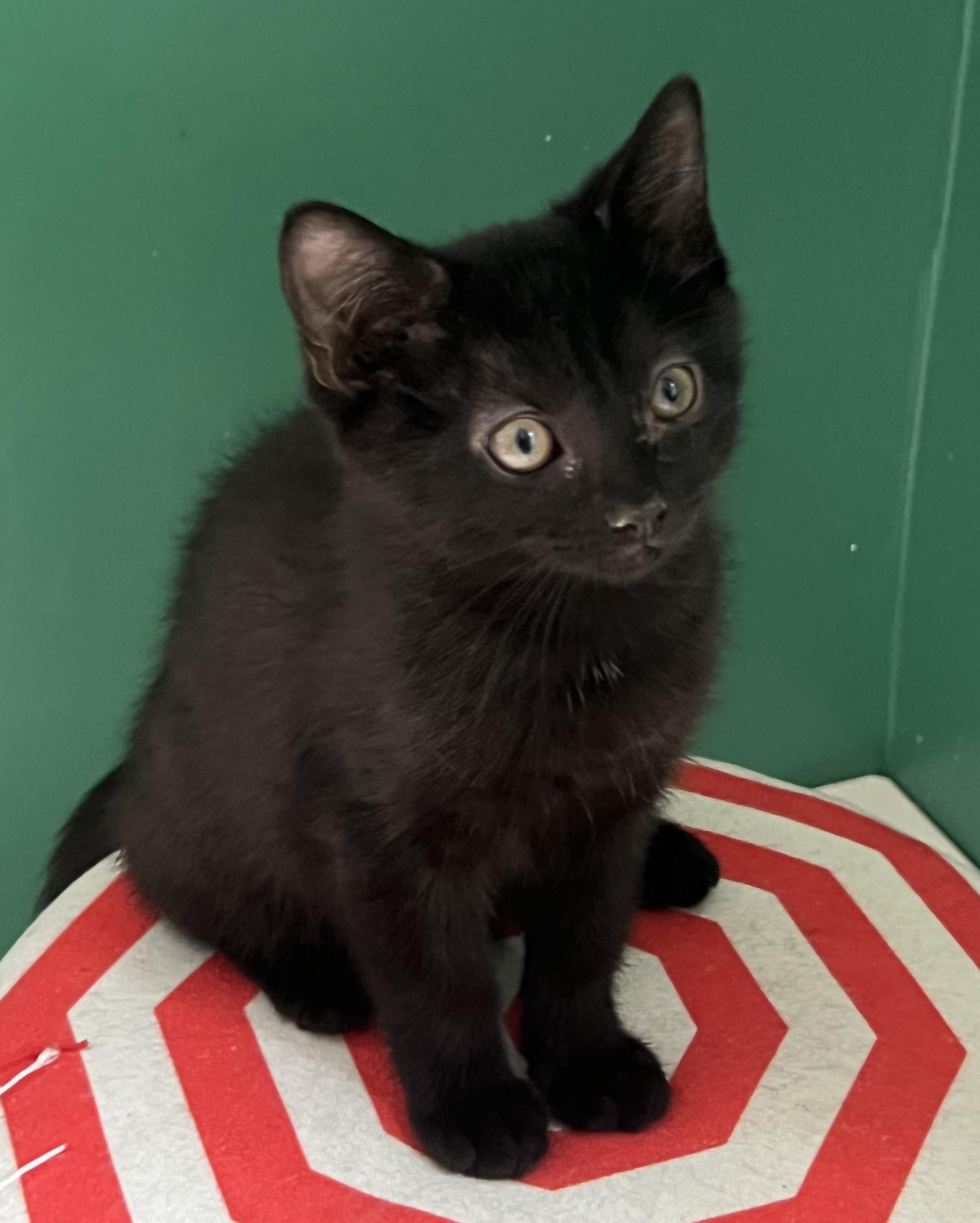 Nessie, a ADOPTABLE Domestic Short Hair in Breinigsville, PA image 2/2