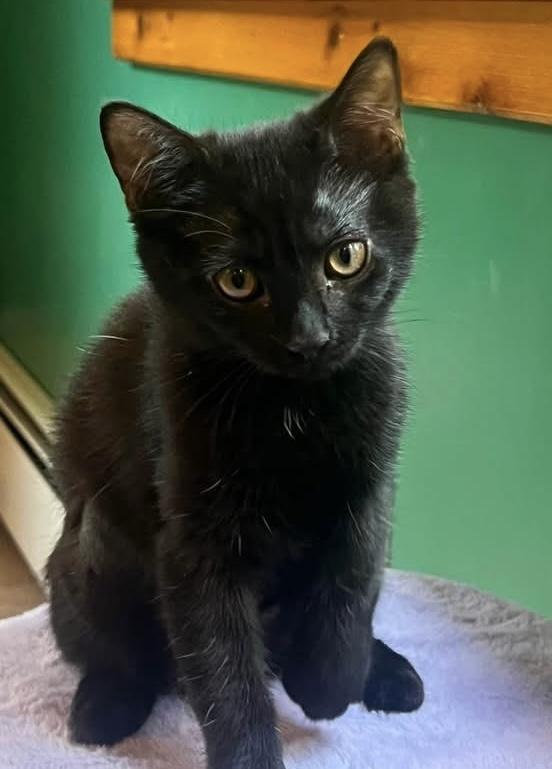 Nessie, a ADOPTABLE Domestic Short Hair in Breinigsville, PA image 1/2