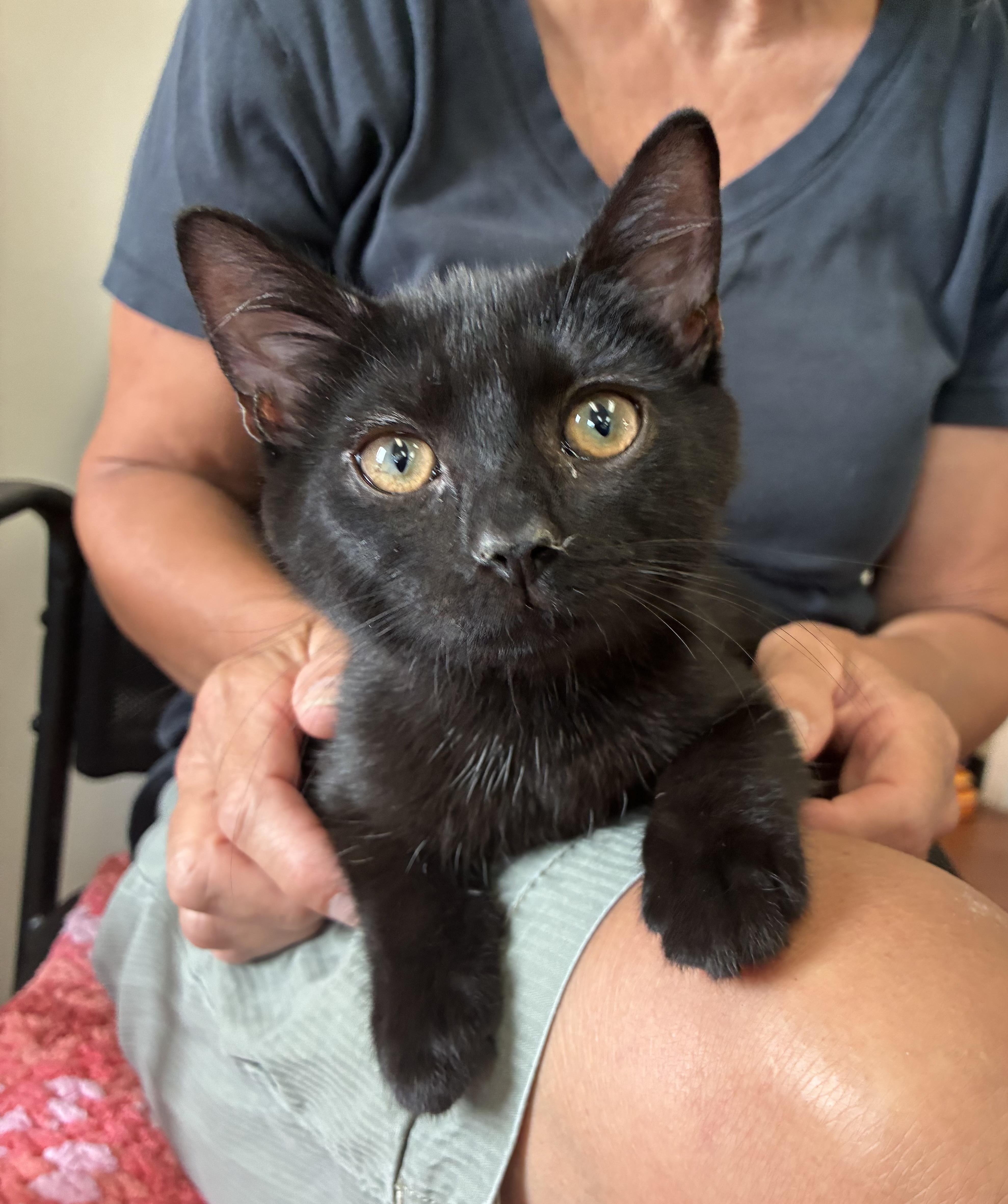 Enlarge Nessie, a ADOPTABLE Domestic Short Hair in Breinigsville, PA image 1/3