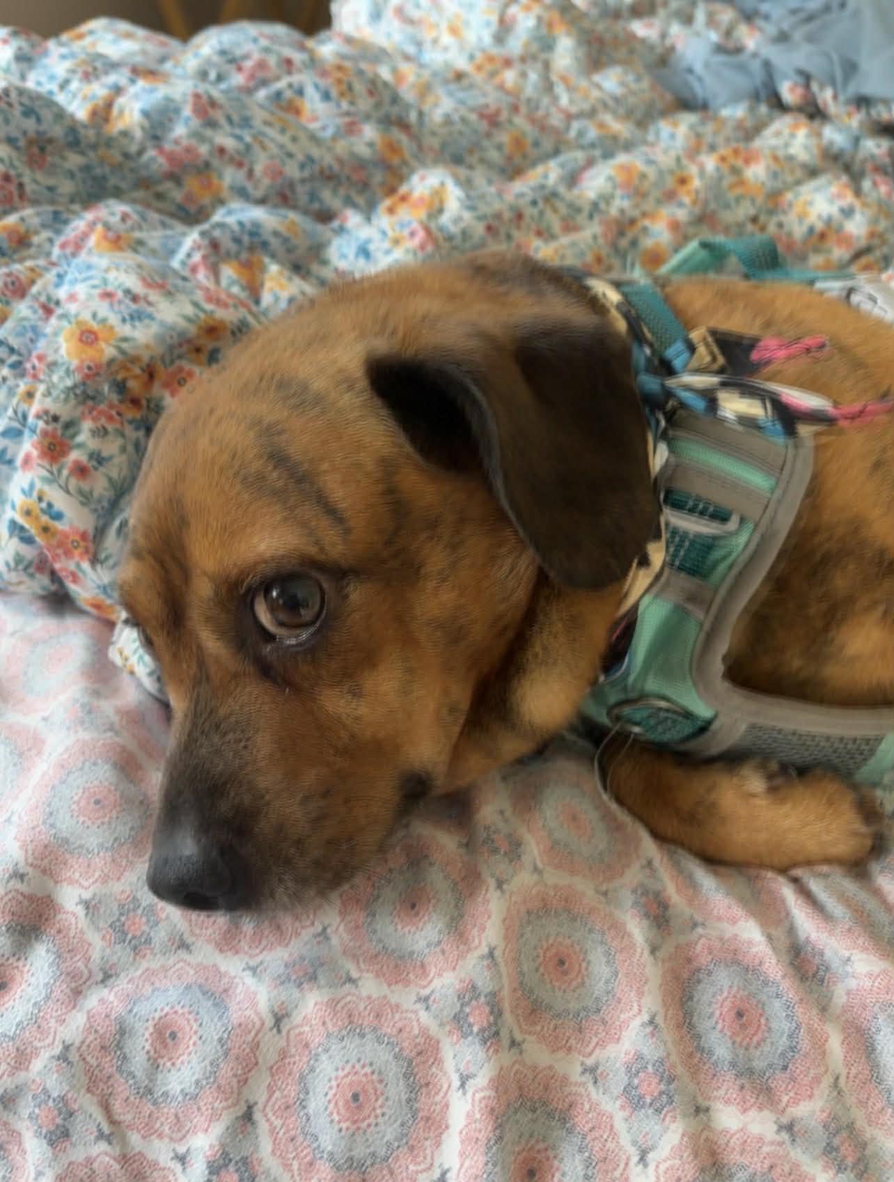 Simba , adoptable, Young Male Dachshund.
