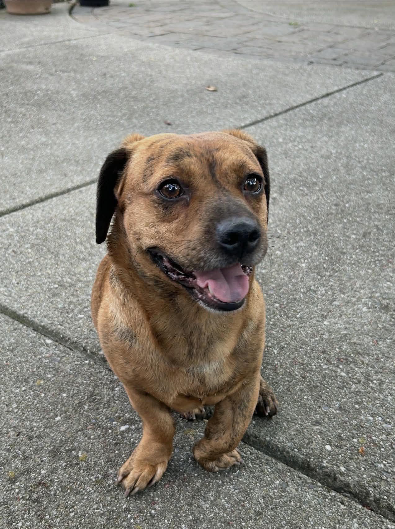 Enlarge Simba , an adoptable mixed breed in Danville, CA image 2/2