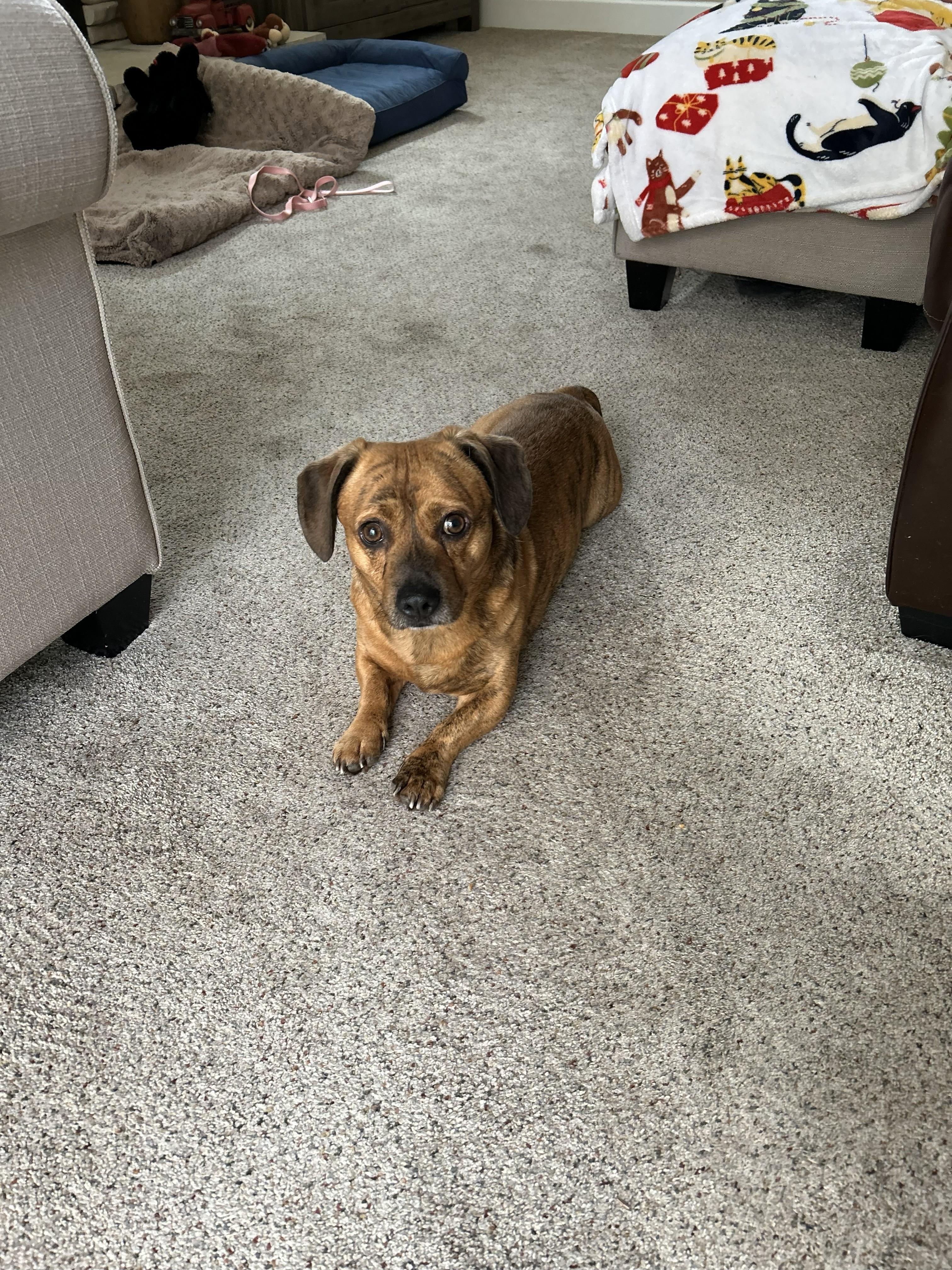 Rein , ADOPTABLE, Adult Male Dachshund.