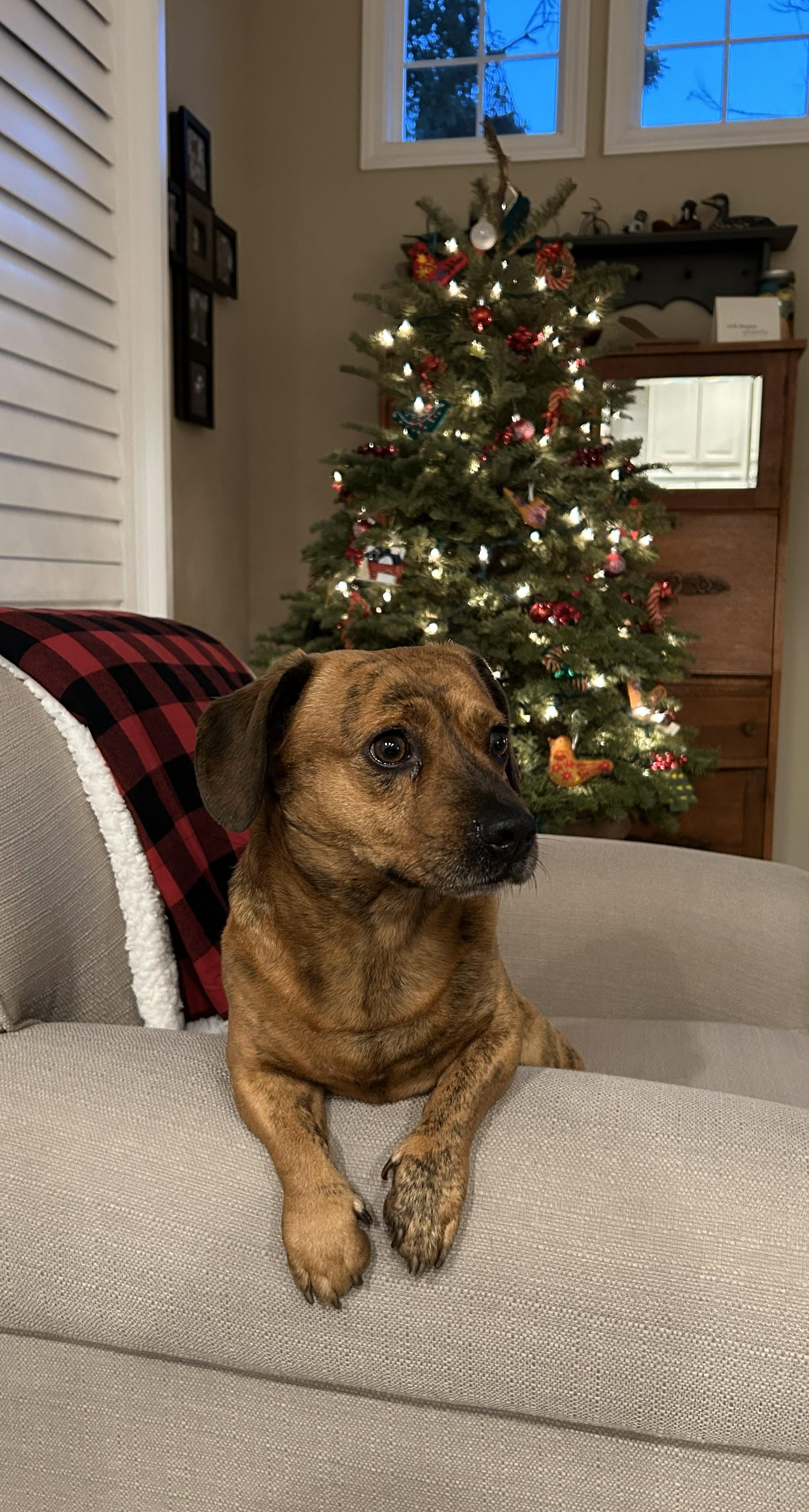 Rein , ADOPTABLE, Adult Male Dachshund.