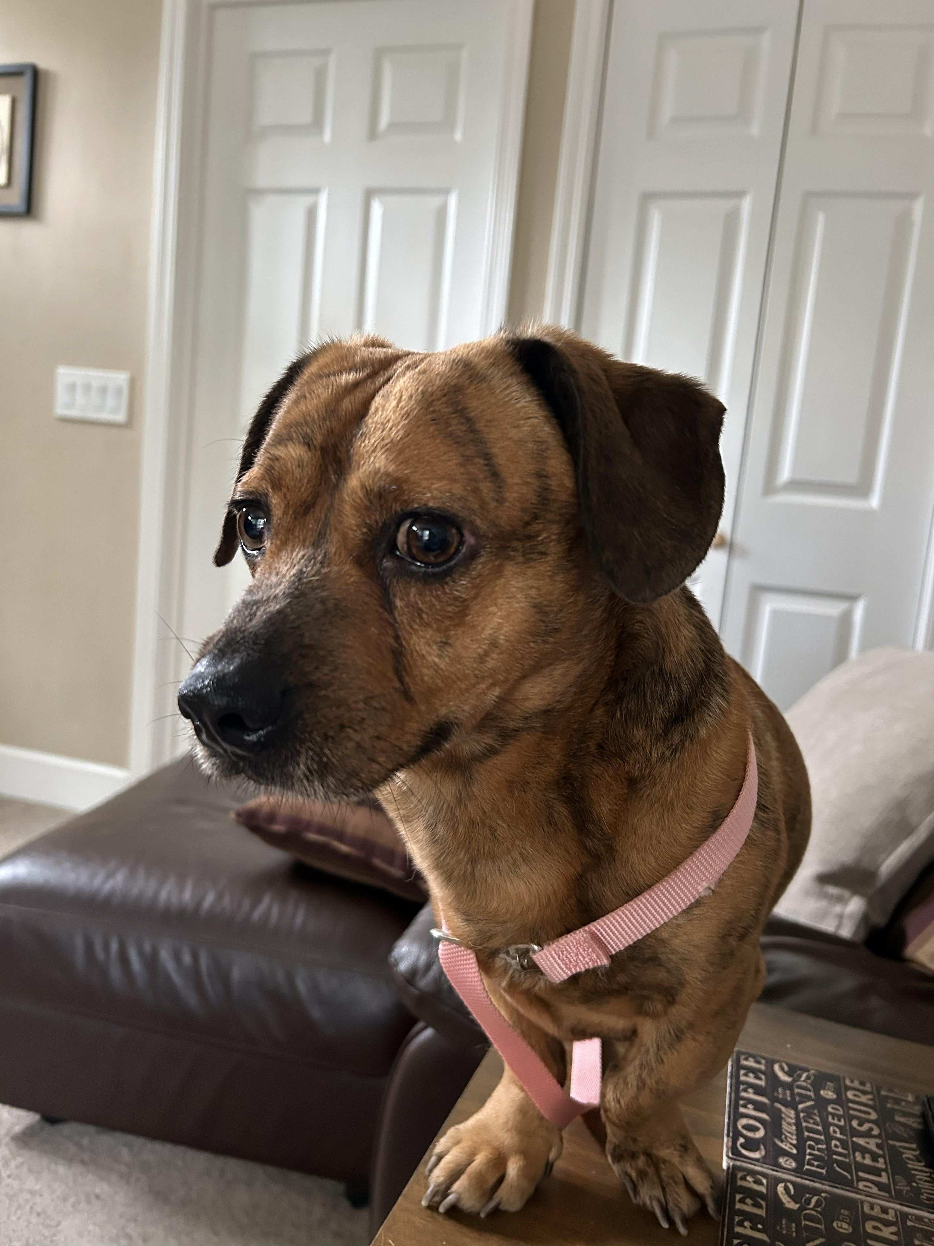 Enlarge Rein , a ADOPTABLE mixed breed in Danville, CA image 2/3