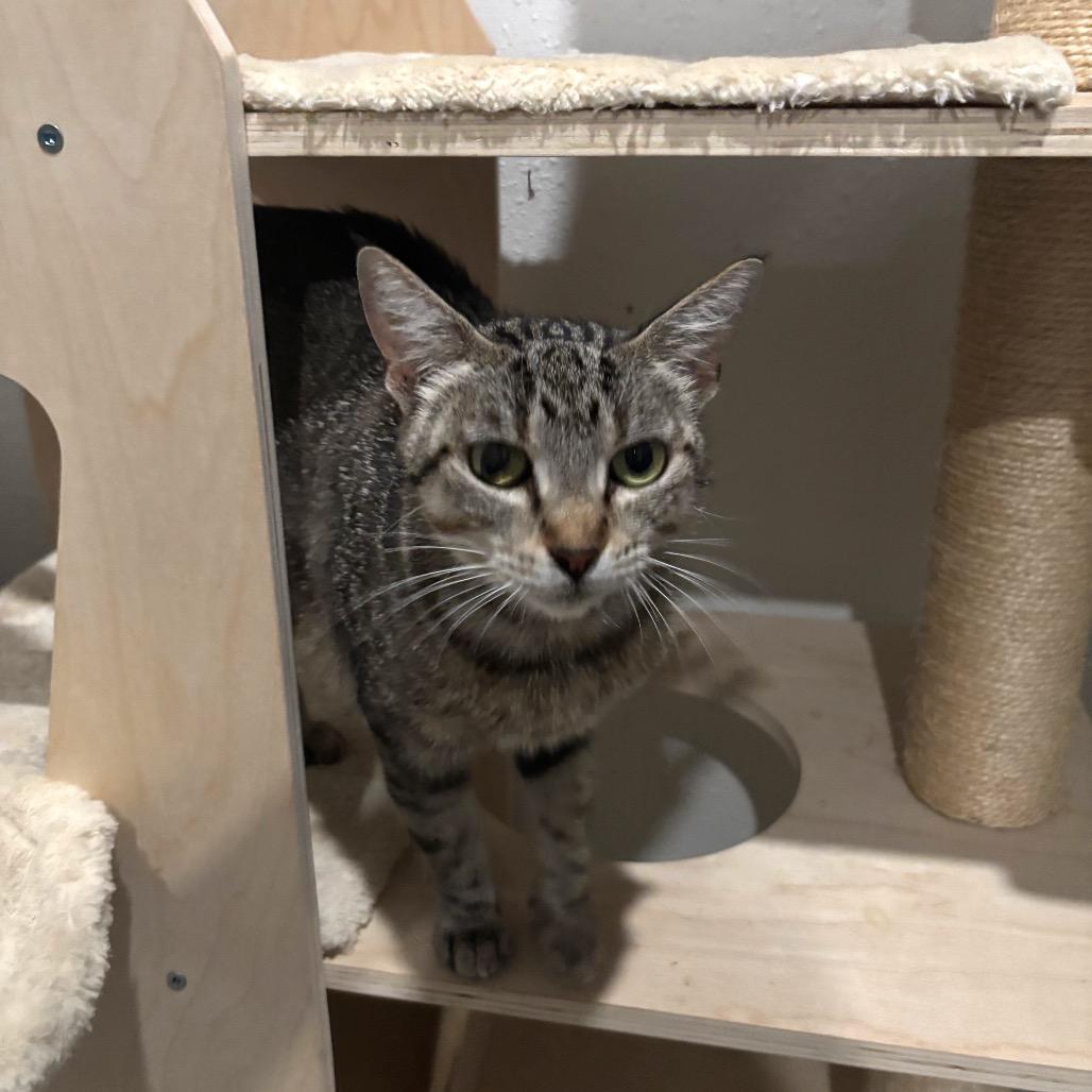 Lilia, Adoptable, Young Female Domestic Short Hair.