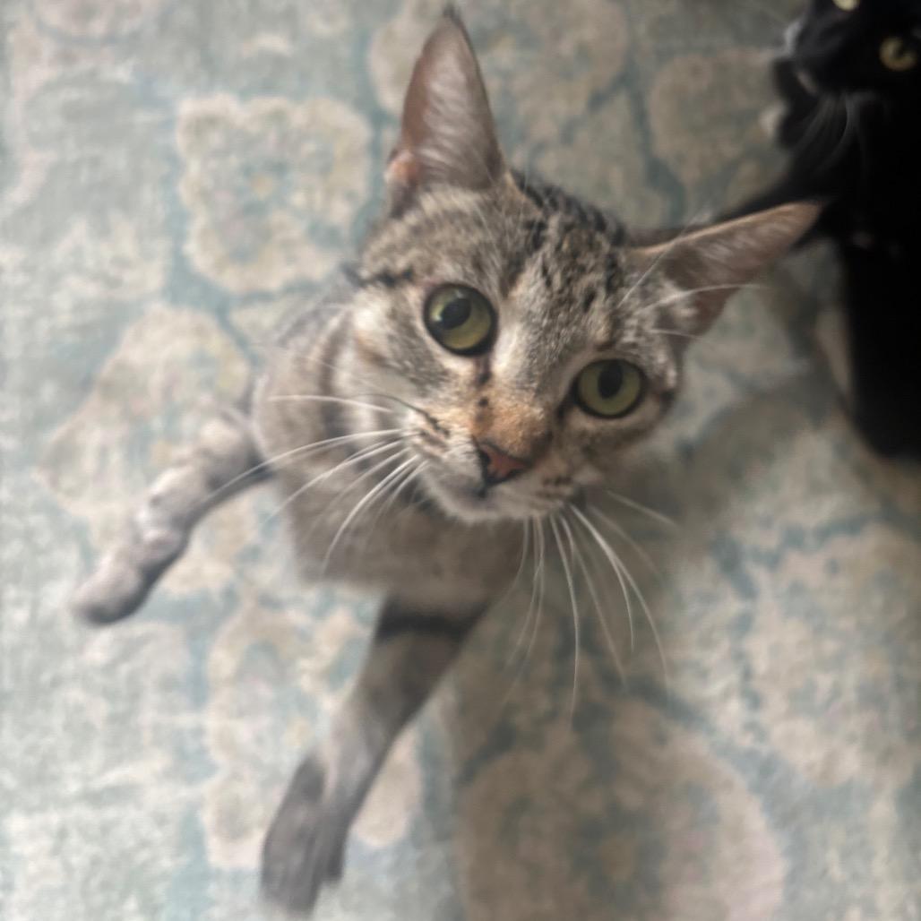 Lilia, a Adoptable Domestic Short Hair in Bulverde, TX image 2/4