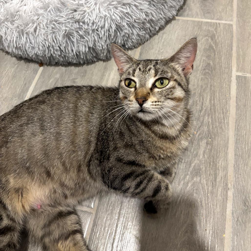 Lilia, a Adoptable Domestic Short Hair in Bulverde, TX image 3/4