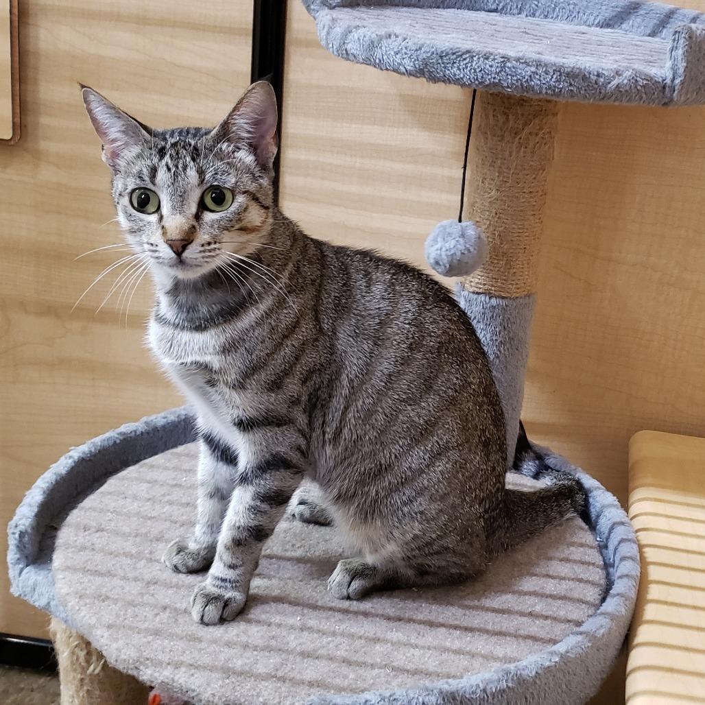 Enlarge Lilia, a Adoptable Domestic Short Hair in Bulverde, TX image 5/6