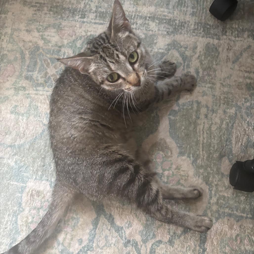 Lilia, a Adoptable Domestic Short Hair in Bulverde, TX image 4/4