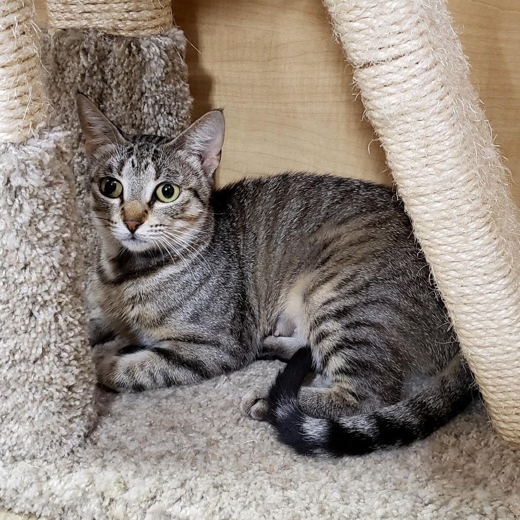 Enlarge Lilia, a Adoptable Domestic Short Hair in Bulverde, TX image 6/6