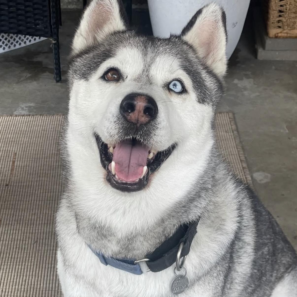 Enlarge Bowie, a Adoptable Husky in Westlake Village, CA image 4/6