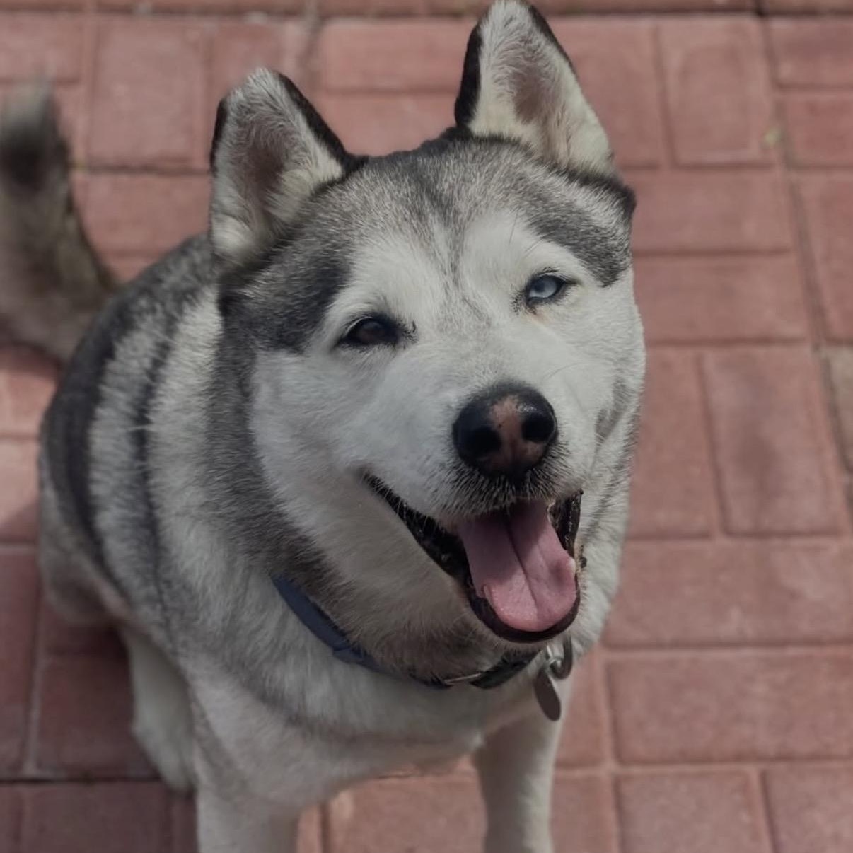 Enlarge Bowie, a Adoptable Husky in Westlake Village, CA image 3/6