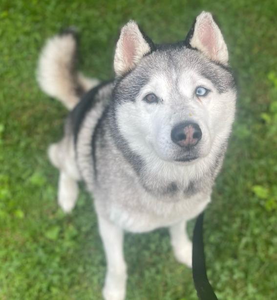 Enlarge Bowie, a ADOPTABLE Husky in TEMECULA, CA image 4/5