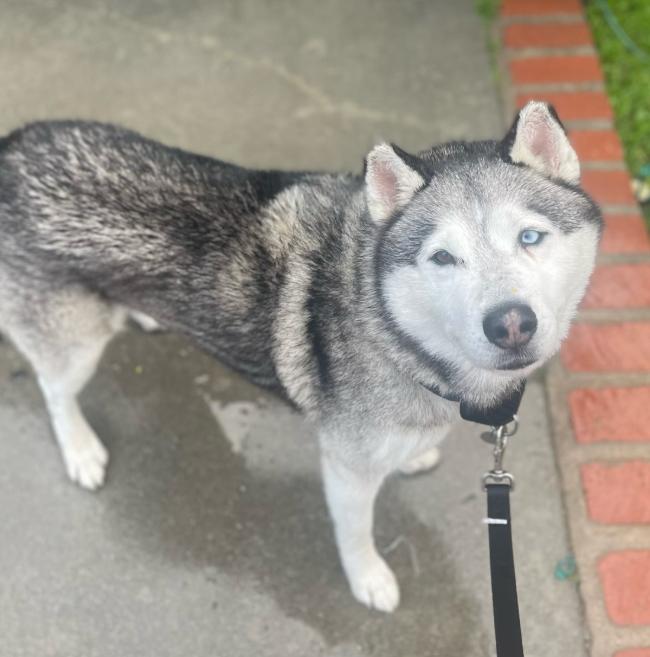 Enlarge Bowie, a ADOPTABLE Husky in TEMECULA, CA image 5/5