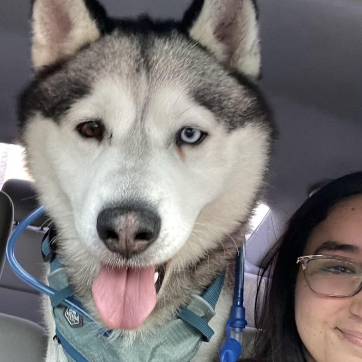Enlarge Bowie, a Adoptable Husky in Westlake Village, CA image 5/6