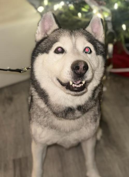 Enlarge Bowie, a ADOPTABLE Husky in TEMECULA, CA image 3/5