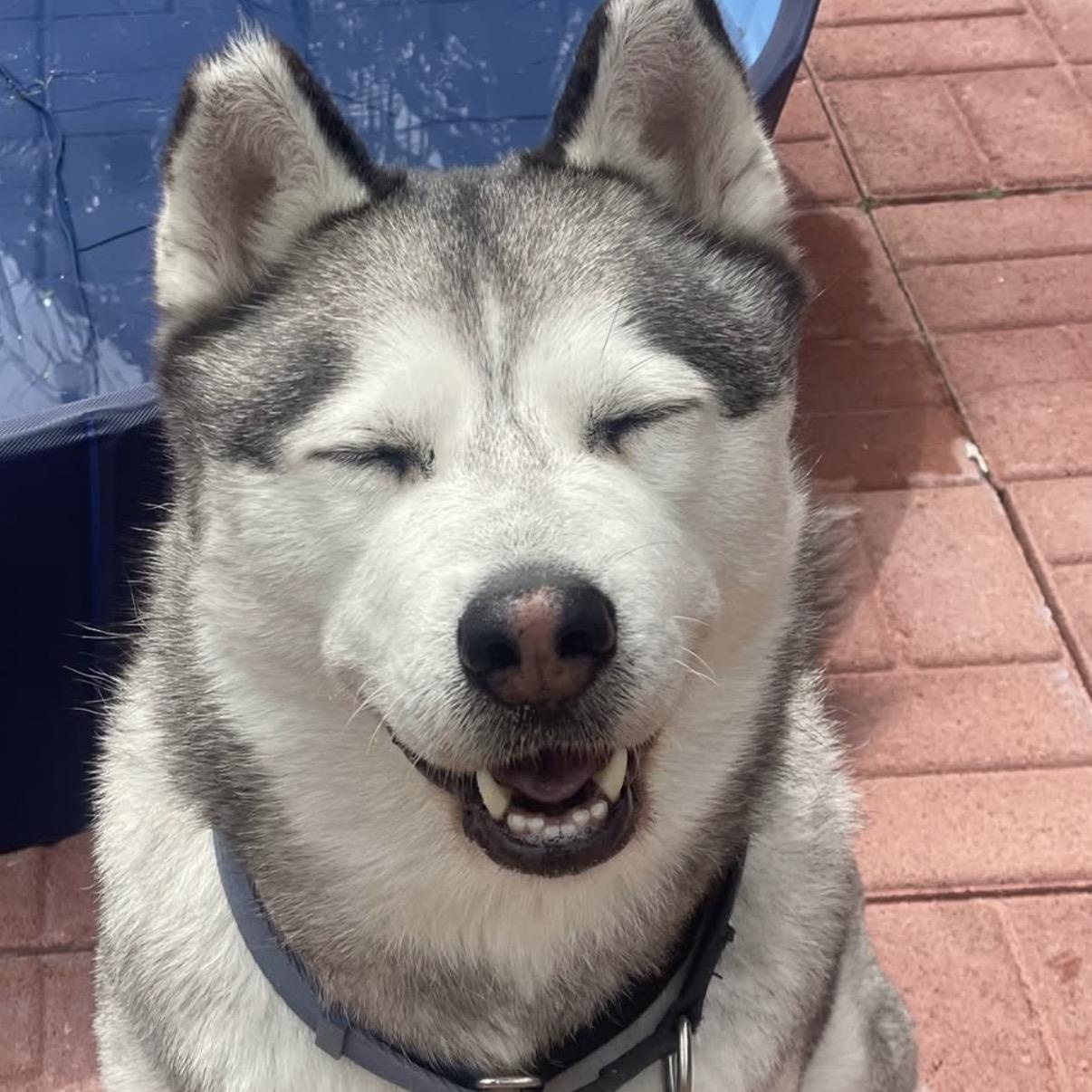 Enlarge Bowie, a Adoptable Husky in Westlake Village, CA image 2/6