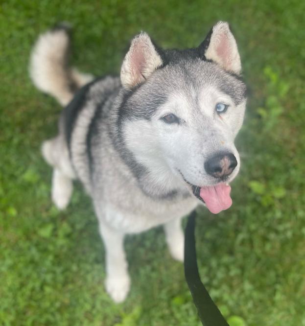 Bowie, ADOPTABLE, Adult Male Husky.