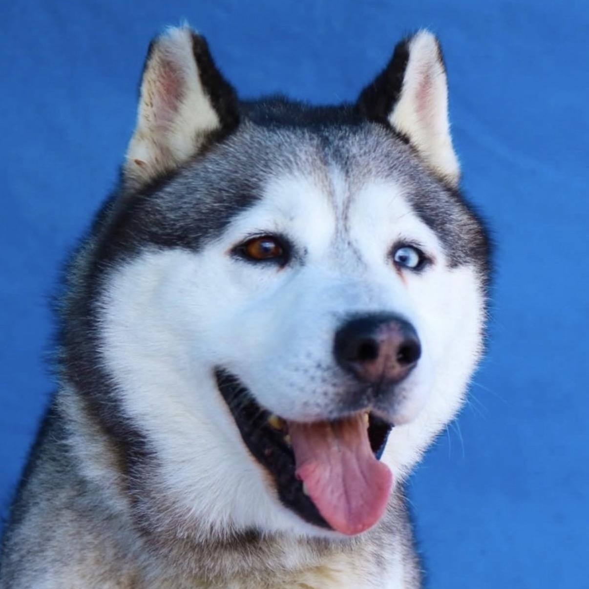 Enlarge Bowie, a Adoptable Husky in Westlake Village, CA image 1/6