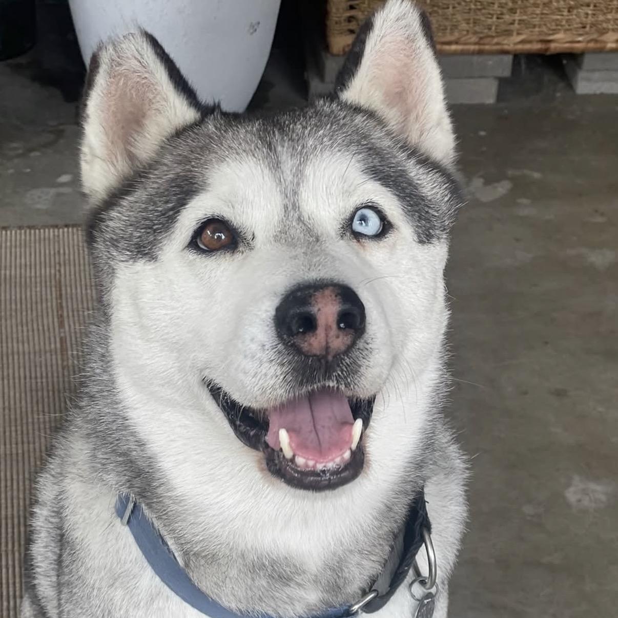 Enlarge Bowie, a Adoptable Husky in Westlake Village, CA image 6/6
