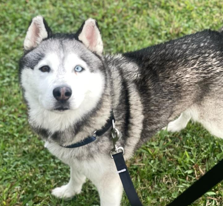 Enlarge Bowie, a ADOPTABLE Husky in TEMECULA, CA image 2/5
