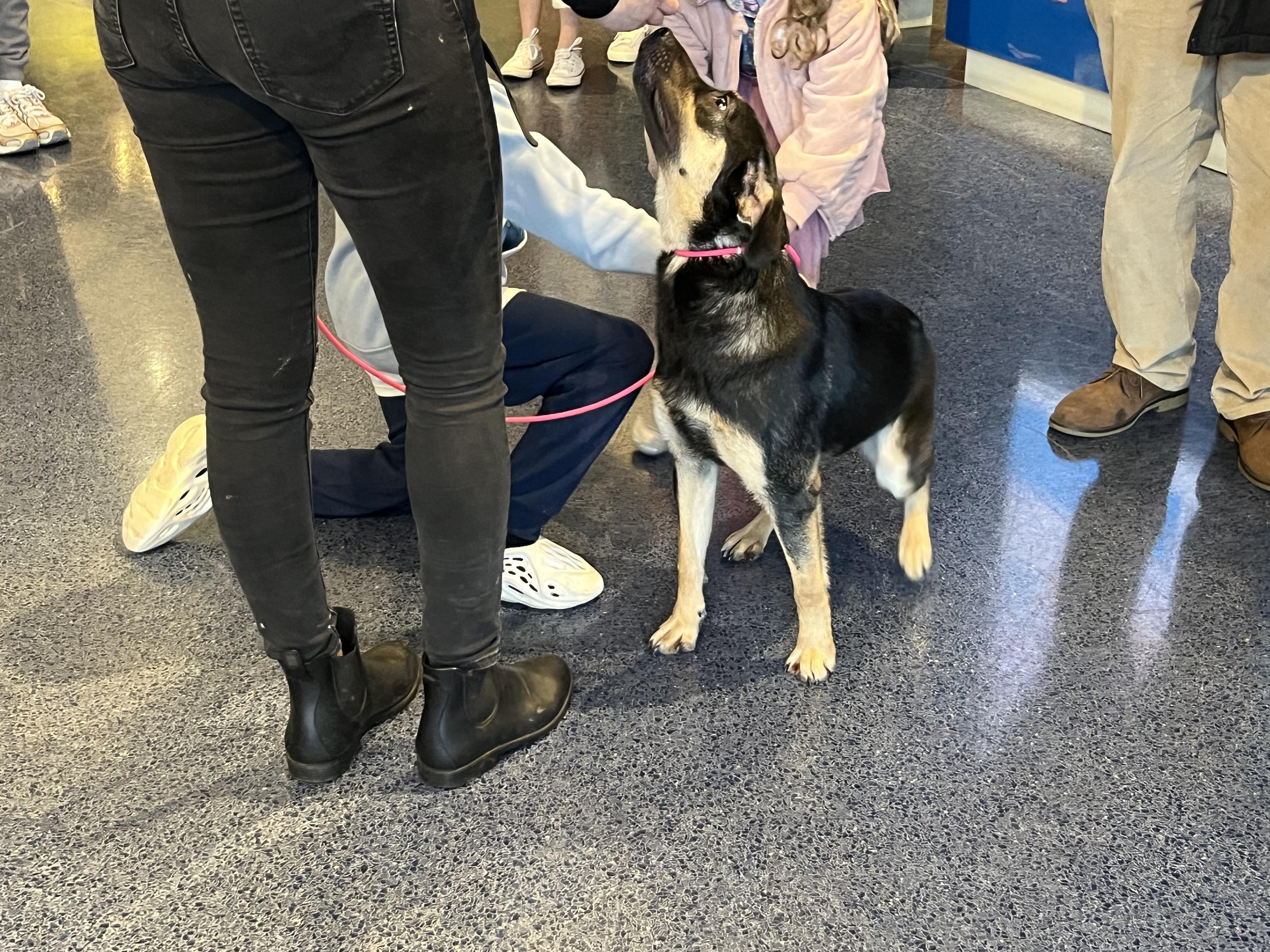 Enlarge Paisley, a ADOPTABLE mixed breed in Poolesville, MD image 2/3