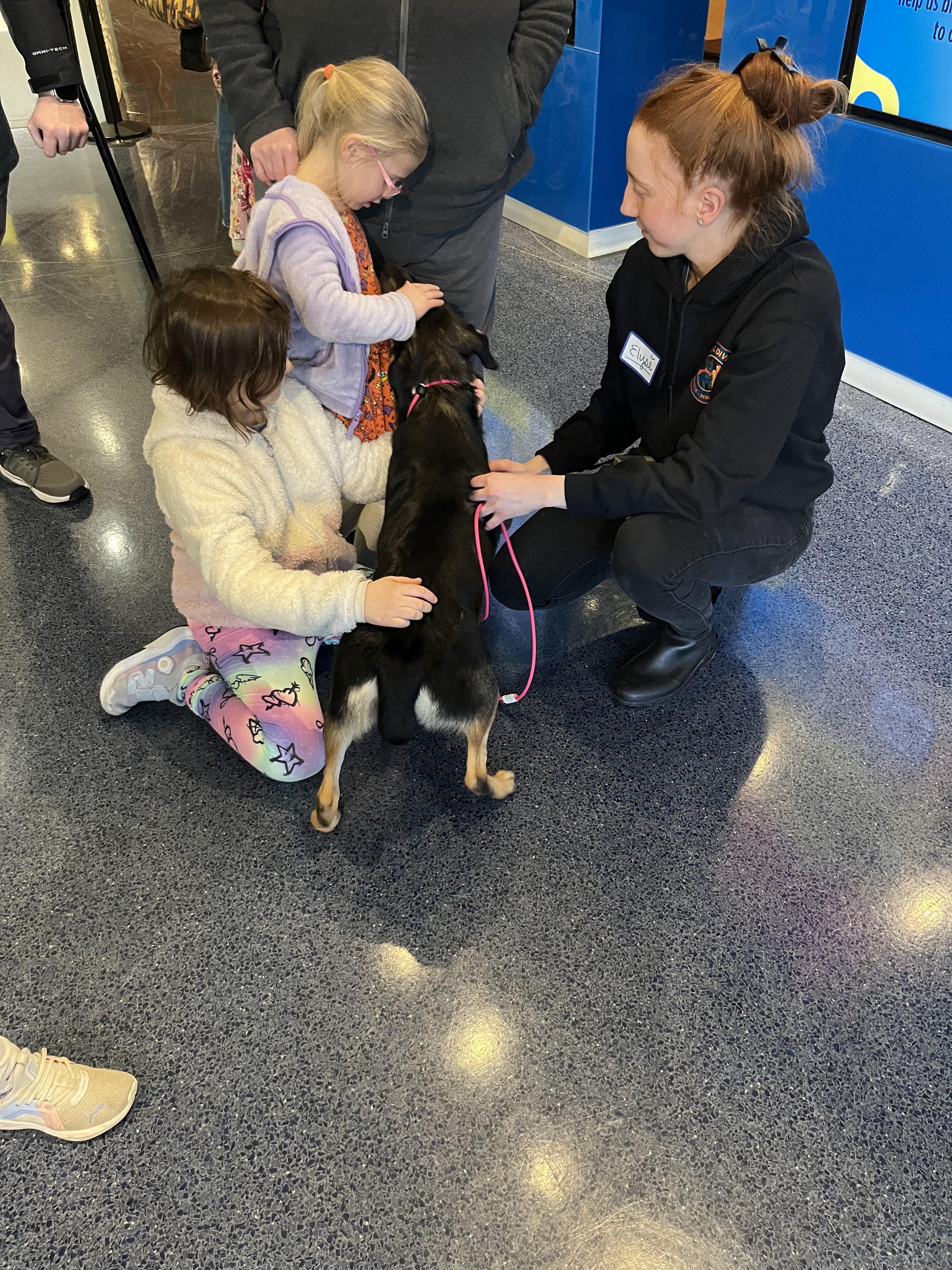 Enlarge Paisley, a ADOPTABLE mixed breed in Poolesville, MD image 3/3