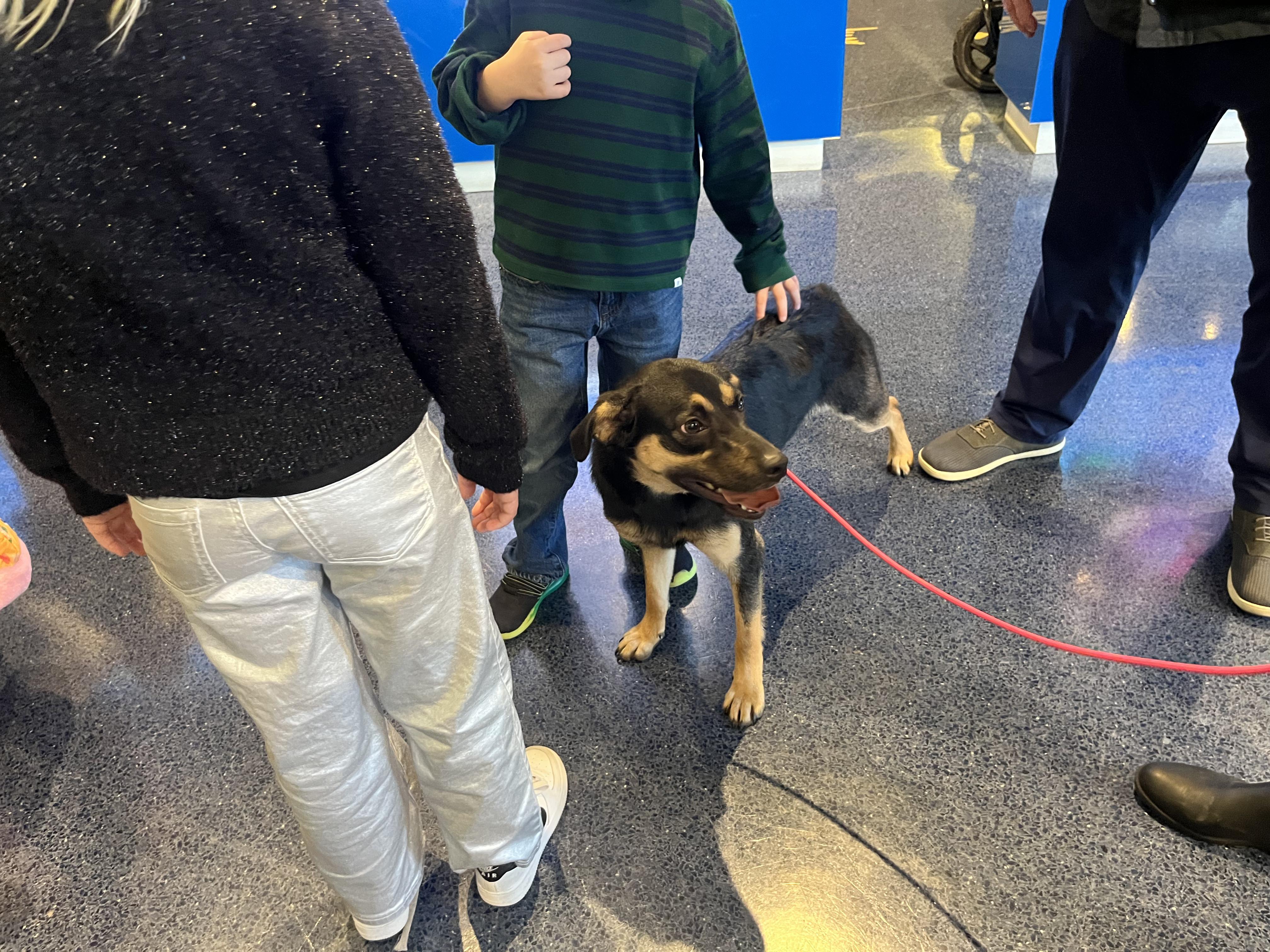 Enlarge Paisley, a ADOPTABLE mixed breed in Poolesville, MD image 1/3