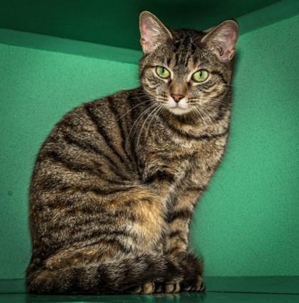 ROOF RAT, Adoptable, Young Female Domestic Short Hair.