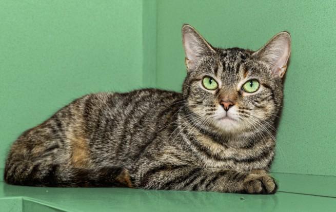 Enlarge ROOF RAT, a Adoptable Domestic Short Hair in Cookeville, TN image 1/1