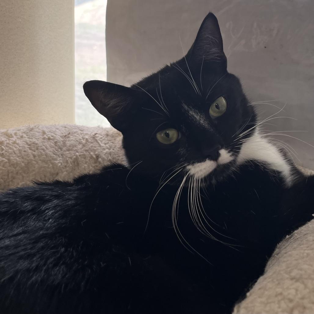 Scarlette, Adoptable, Adult Female Domestic Short Hair.