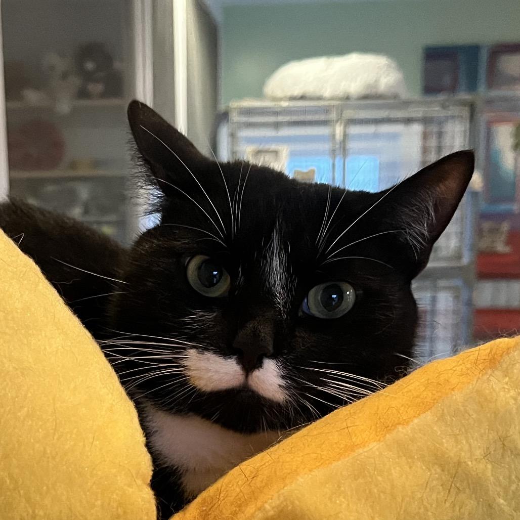 Enlarge Scarlette, a Adoptable Domestic Short Hair in Calverton, NY image 1/3