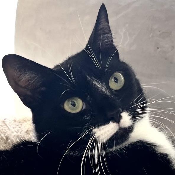 Scarlette, Adoptable, Adult Female Domestic Short Hair.