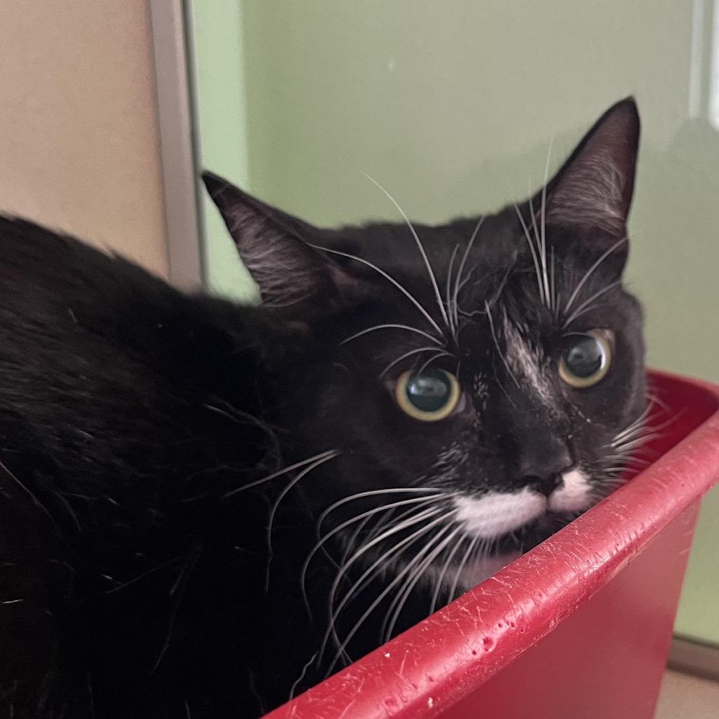 Enlarge Scarlette, a Adoptable Domestic Short Hair in Calverton, NY image 3/3