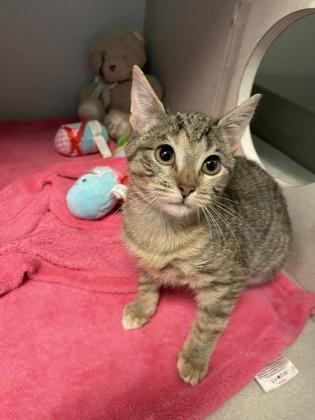 Sweetie, Adoptable, Kitten Female Domestic Short Hair & Domestic Short Hair.