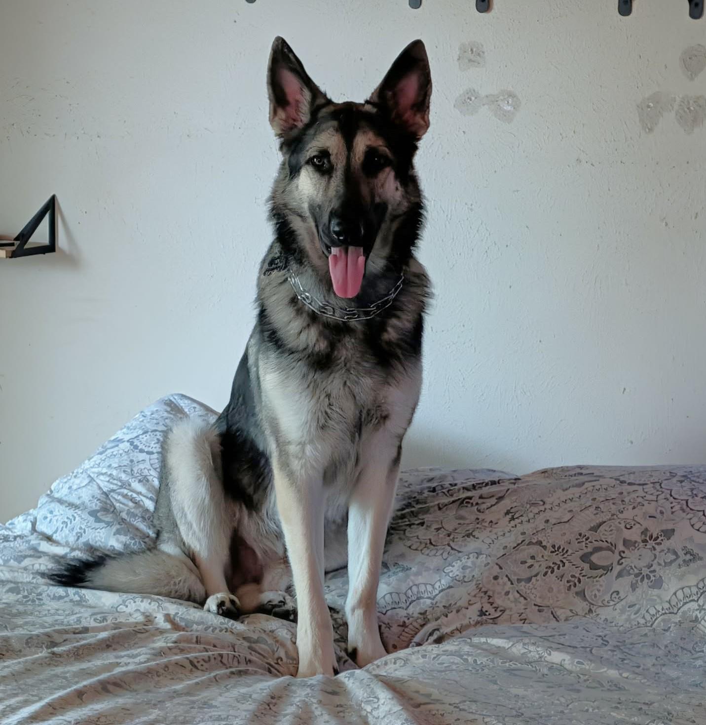 Enlarge Indy, a ADOPTABLE German Shepherd Dog in Dallas, TX image 2/6