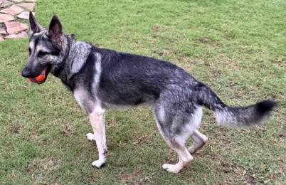 Enlarge Indy, a ADOPTABLE German Shepherd Dog in Dallas, TX image 5/6