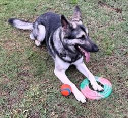 Enlarge Indy, a ADOPTABLE German Shepherd Dog in Dallas, TX image 3/6