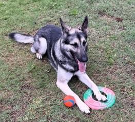 Enlarge Indy, a ADOPTABLE German Shepherd Dog in Dallas, TX image 4/6
