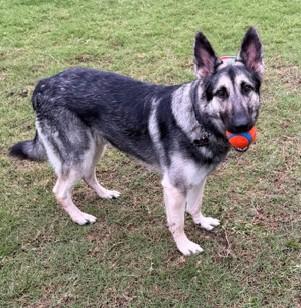 Enlarge Indy, a ADOPTABLE German Shepherd Dog in Dallas, TX image 1/6