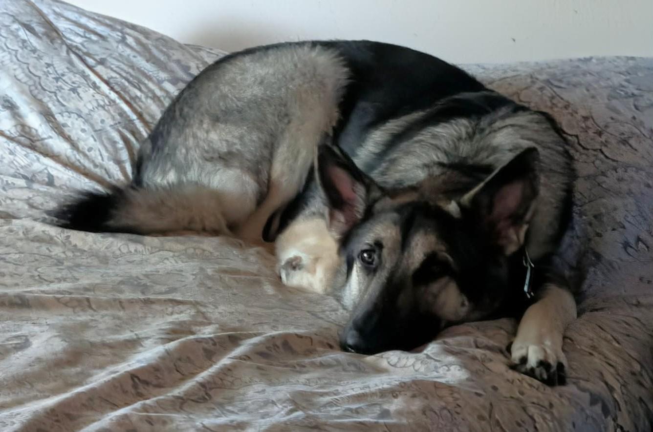 Enlarge Indy, a ADOPTABLE German Shepherd Dog in Dallas, TX image 6/6