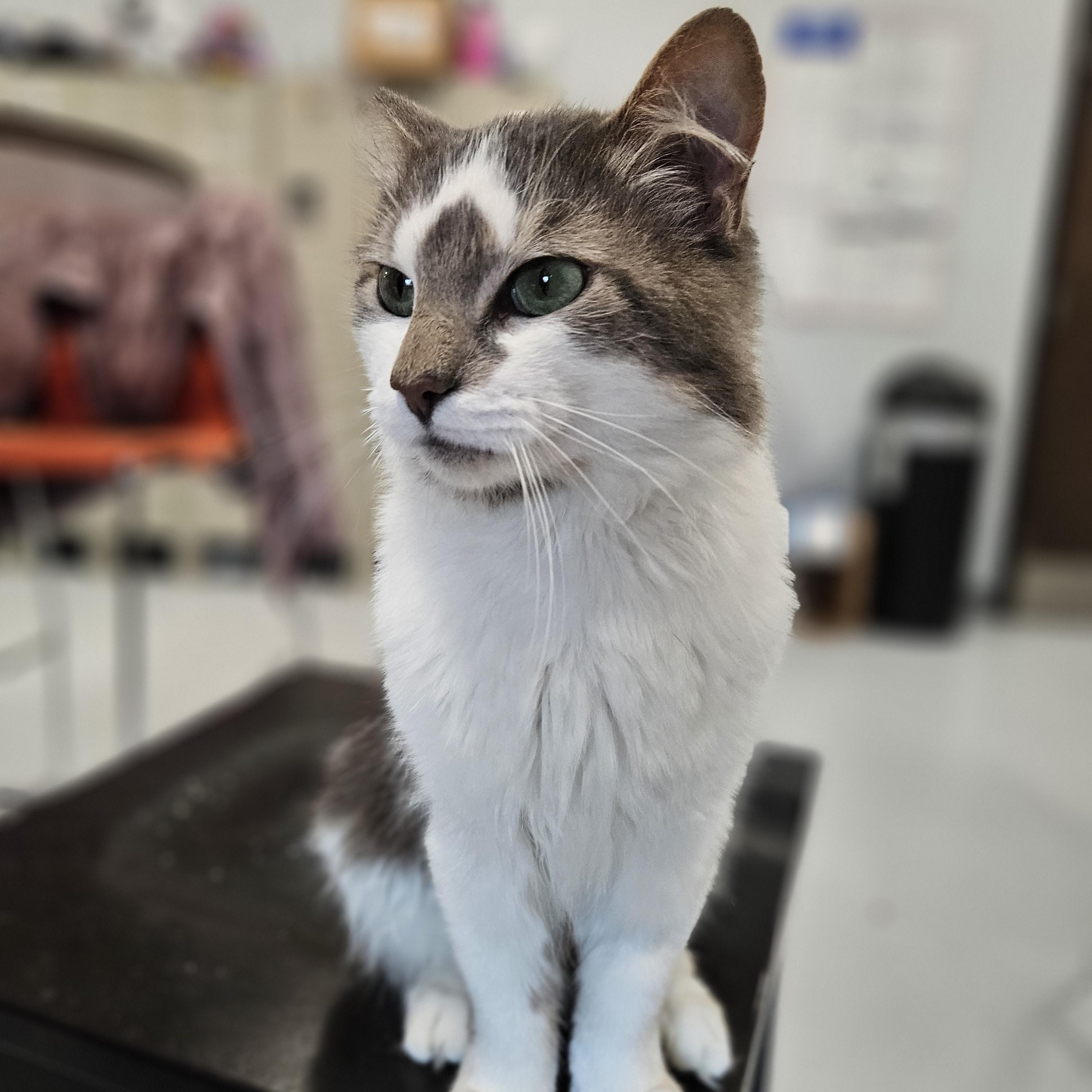 Enlarge Mozart, an adoptable Domestic Long Hair in Endicott, NY image 2/4