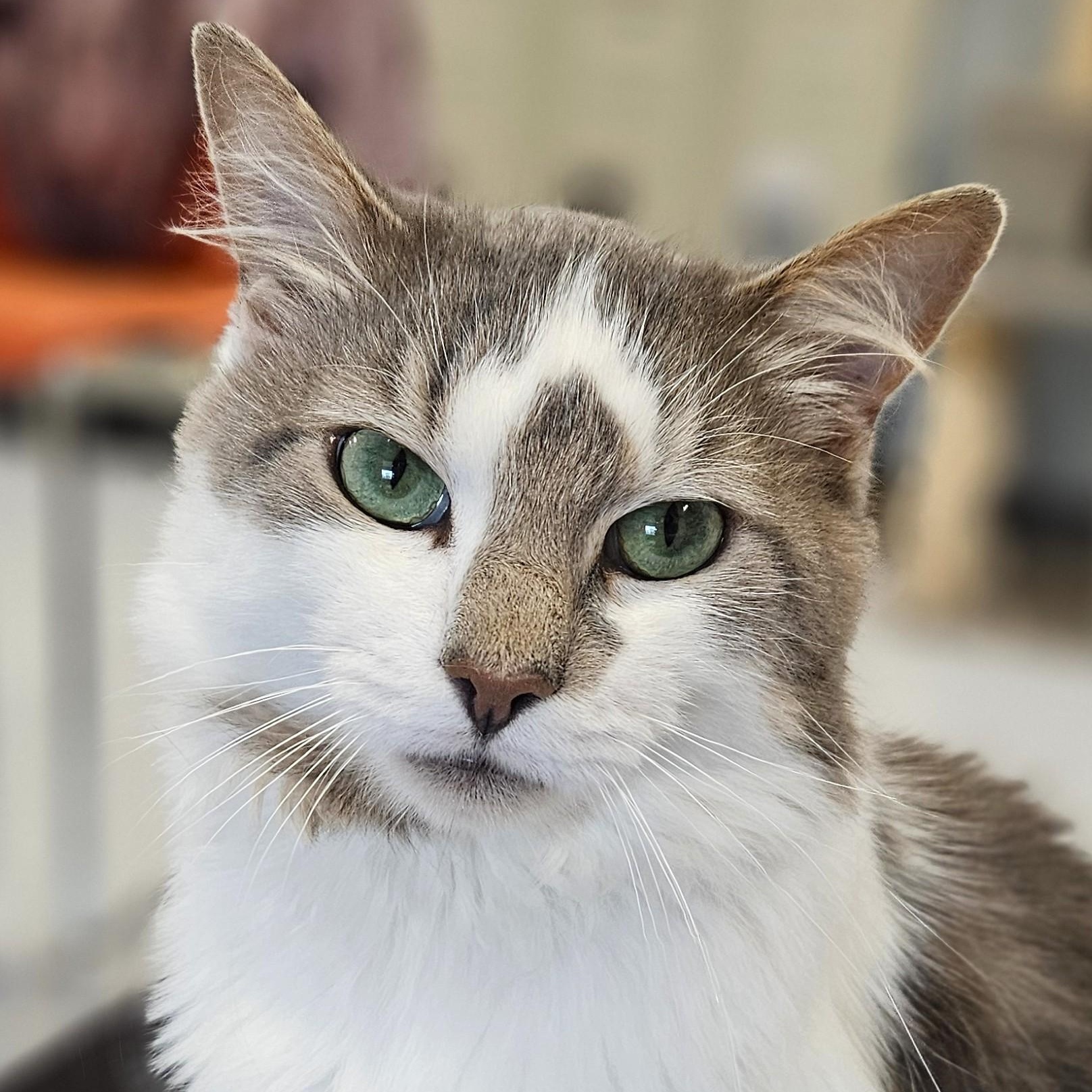 Enlarge Mozart, an adoptable Domestic Long Hair in Endicott, NY image 1/4