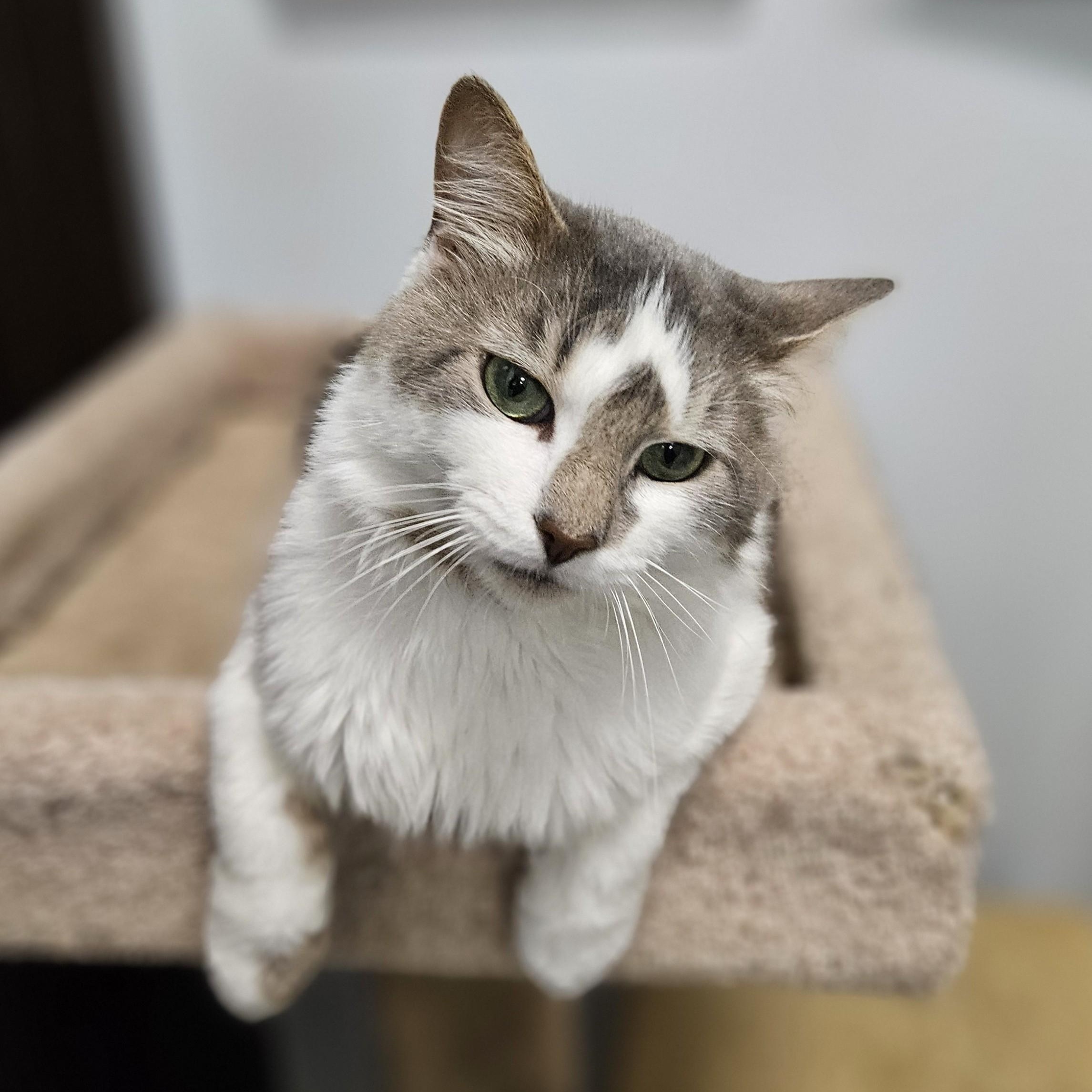 Enlarge Mozart, an adoptable Domestic Long Hair in Endicott, NY image 3/4